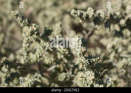 Grüne Früchte, Vierflügel-Salzbusch, Atriplex canescens, Amaranthaceae, einheimischer zweiököker Strauch, Joshua Tree National Park, South Mojave Desert, Sommer. Stockfoto