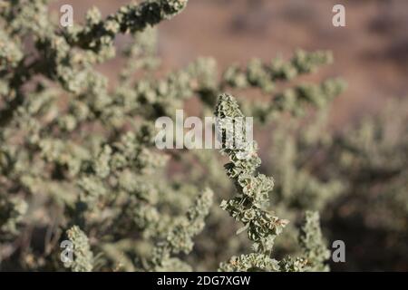 Grüne Früchte, Vierflügel-Salzbusch, Atriplex canescens, Amaranthaceae, einheimischer zweiököker Strauch, Joshua Tree National Park, South Mojave Desert, Sommer. Stockfoto