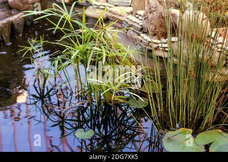 Kleine dekorative Teich im Garten. Stockfoto