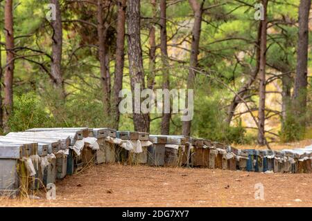 Bunte Bienenstöcke bei der Bienenzucht im Wald. Die Häuser der Bienen Honig Bienenfarm Natur Wald, Bienenhaus im Wald. Bienenzucht-Konzept. Stockfoto