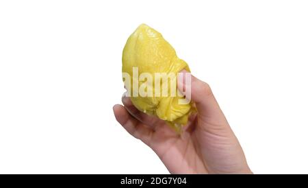 Eine Hand, die das gelbe Fleisch der Durian Frucht hält, mit isoliertem weißem Hintergrund. Stockfoto