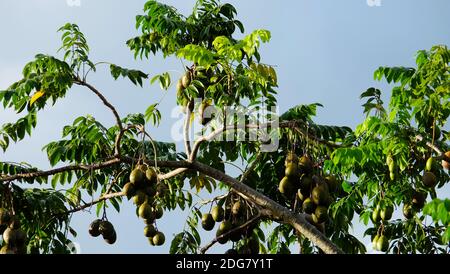 Ambarella (Spondias dulcis) Baum mit vielen Früchten, die an den Zweigen hängen. Stockfoto