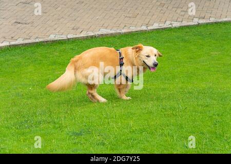 Cute golden Retriever Hund spielt im Park. Hochwertige Fotos Stockfoto