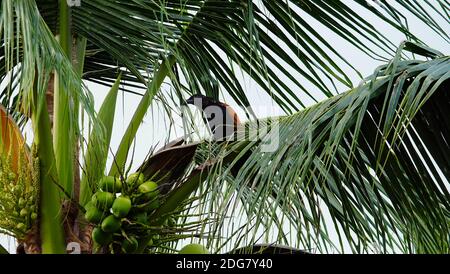 Ein großer Coucal, der auf dem Ast eines Kokosnussbaumes thront. Stockfoto