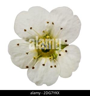 Blume der Spirea Aguta (Bräute Kranz), Nahaufnahme, isoliert auf weißem Hintergrund Stockfoto