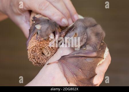 Zwei verwaiste östlicher Röhrennase Fledermaus (Nyctimene robinsoni) Welpen in Pflege. Ca. 12 und 36 Tage alt. Dezember 2020. Cow Bay. Queensland. Australien. Stockfoto