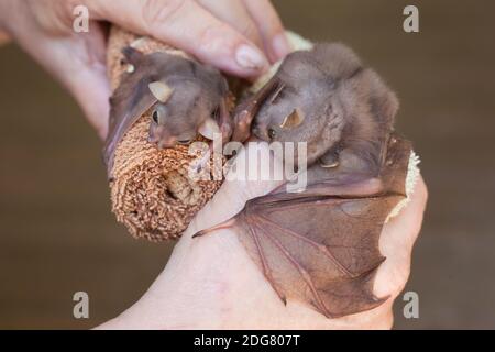 Zwei verwaiste östlicher Röhrennase Fledermaus (Nyctimene robinsoni) Welpen in Pflege. Ca. 12 und 36 Tage alt. Dezember 2020. Cow Bay. Queensland. Australien. Stockfoto