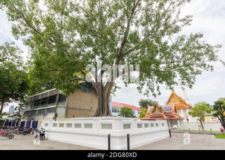 Im Wat Borom Niwat Gelände in Bangkok, Thailand Stockfoto