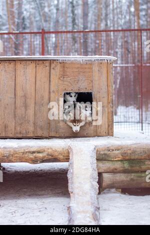 Schöne sibirische Husky Welpen im Zwinger, im Freiluftkäfig, im Winter. Die Hunde liegen in der Kabine mit dem Kopf heraus. Stockfoto