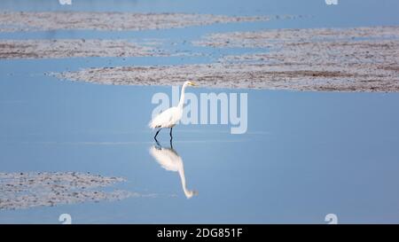 Wilde Reiher auf den Atlantischen Ozean, Florida, USA Stockfoto