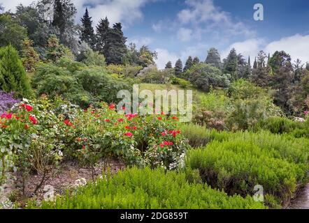 Im Arboretum blühende Rosensträucher. Stockfoto