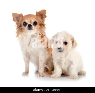 Junge Bichon Frise und chihuahua vor weißem Hintergrund Stockfoto