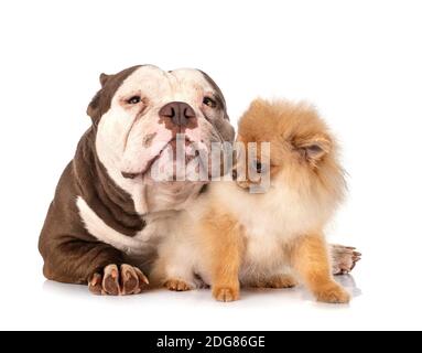 American bully und spitz vor weißem Hintergrund Stockfoto