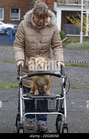 Kleiner Hund auf einem Spaziergänger Stockfoto