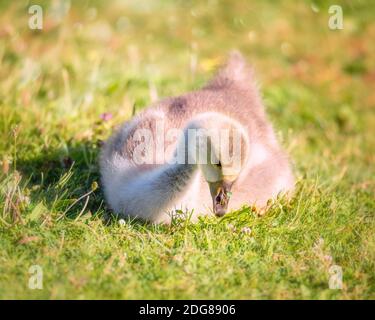 Gosling Küken sitzen in einem grasbewachsenen Feld Stockfoto