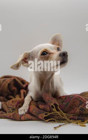 Porträt eines Hundes, eines russischen Spielzeugs Terrier, mit großen traurigen Augen, auf einer braunen Matte liegend, auf einem hellgrauen Hintergrund. Stockfoto