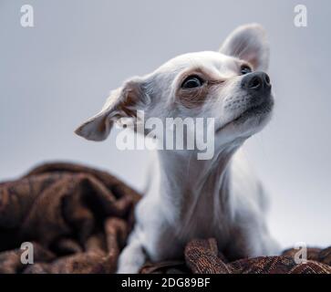 Porträt eines Hundes, eines russischen Spielzeugs Terrier, mit großen traurigen Augen, auf einer braunen Matte liegend, auf einem hellgrauen Hintergrund. Stockfoto