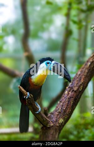 Vogelschnabel-Tukan (Ramphastos vitellinus) steht auf dem Baum, der Kanalschnabel ist hell markiert und hat einen riesigen Schnabel. Heimat des Vogels ist Tropi Stockfoto