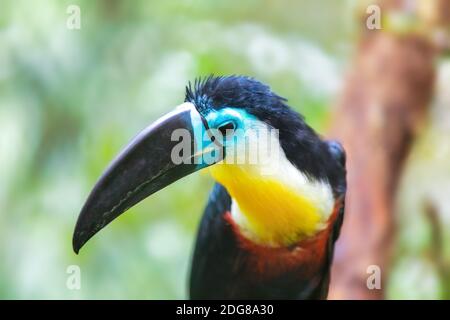 Vogelschnabel-Tukan (Ramphastos vitellinus) steht auf dem Baum, der Kanalschnabel ist hell markiert und hat einen riesigen Schnabel. Heimat des Vogels ist Tropi Stockfoto