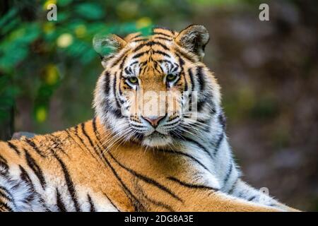 Der sibirische Tiger (Panthera tigris tigris) wird auch Amur Tiger genannt (Panthera tigris altaica) im Wald Stockfoto