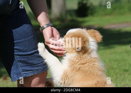 Border-Collie, Welpen Stockfoto
