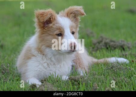 Border-Collie, Welpen Stockfoto