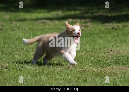 Border-Collie, Welpen Stockfoto