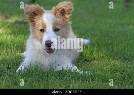 Border-Collie, Welpen Stockfoto
