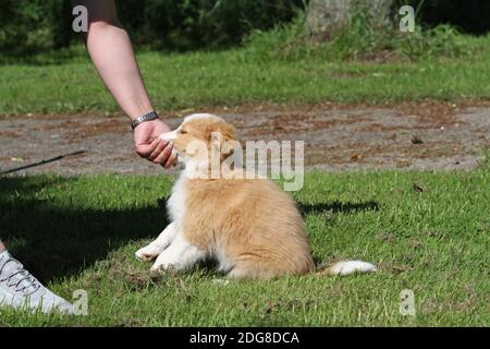 Border-Collie, Welpen Stockfoto