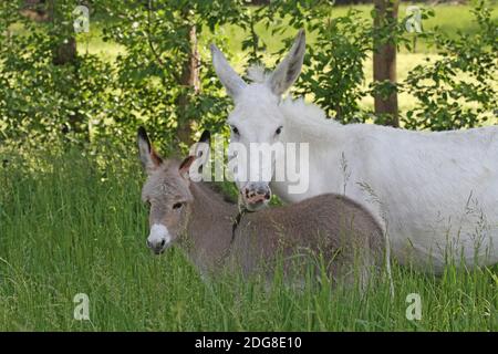 Esel Fohlen mit Mutter Stockfoto