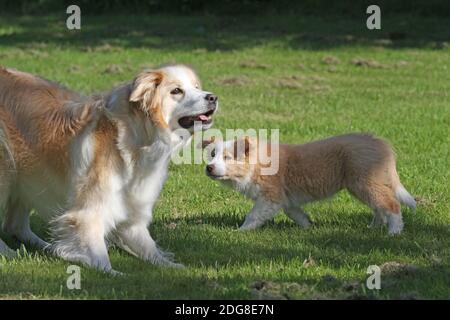 Border Collies Stockfoto