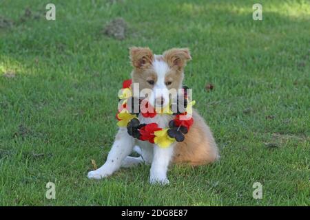 Border-Collie, Welpen Stockfoto