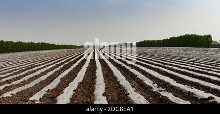 Provinz Heilongjiang jiamusi huanan Ackerland Stockfoto