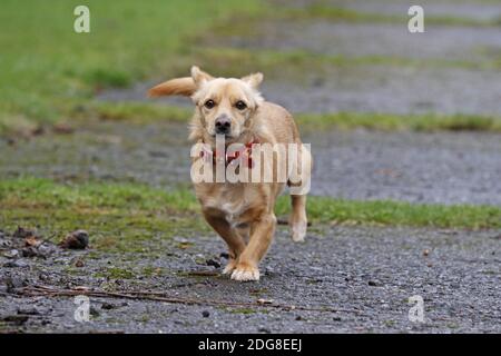 Maneto-Mix läuft Stockfoto