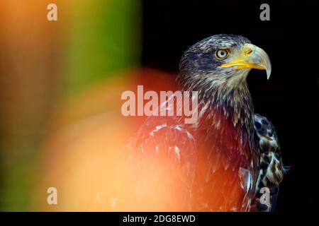 Jungvogel - Haliaeetus leucocephalus Stockfoto