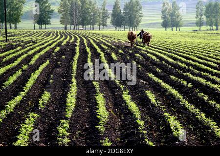 Provinz Heilongjiang jiamusi huanan Ackerland Stockfoto