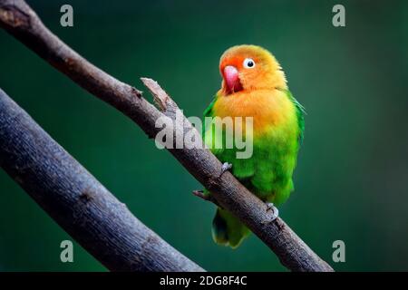 Fischer's lovebird - Agapornis fischeri Stockfoto