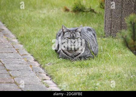 Die Katze im Garten Stockfoto