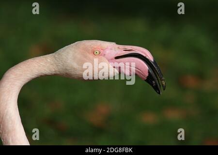 Chilenische flamingo Stockfoto