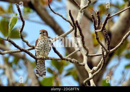 Mauritius-Turmfalke - Falco punctatus Stockfoto