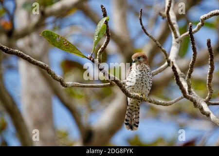 Mauritius-Turmfalke - Falco punctatus Stockfoto