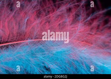 Makroaufnahme von weißer Feder, Haargriff in blauem und rosa Licht mit Wassertropfen auf schwarzem Hintergrund Stockfoto