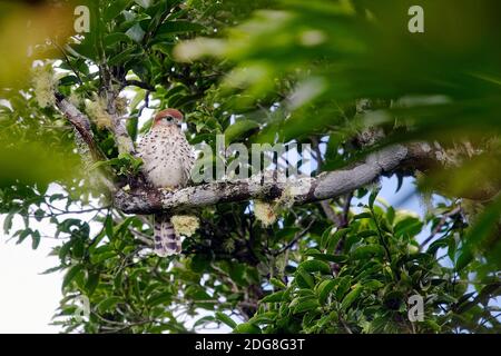 Mauritius-Turmfalke - Falco punctatus Stockfoto