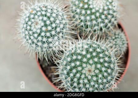 Draufsicht auf kugelförmigen Topfkaktus. Golden Barrel Kaktus oder Echinocactus grusonii Pflanze Stockfoto