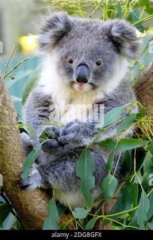 Koala Bär, (Phascolarctus cinereu), mit Jungtier, Victoria, Australien Stockfoto