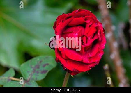 Eine fast verblasste rote Rose und das Ende einer unerwiderten Liebe. Stockfoto