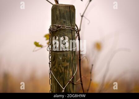 Pole in einem italienischen Weinberg mit der Nummer 63 gedruckt Stockfoto