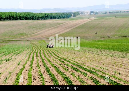 Provinz Heilongjiang jiamusi huanan Ackerland Stockfoto