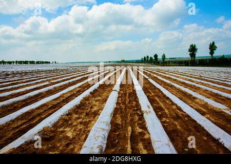 Provinz Heilongjiang jiamusi huanan Ackerland Stockfoto