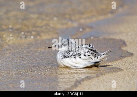 Weißschwanztropikvogel (juvenil) - Phaethon lepturus Stockfoto